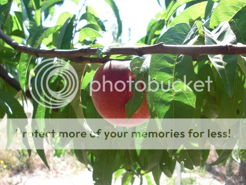 babcock peach photo orchardpics016.jpg